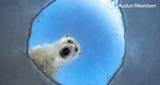 Wildlife Photographer of the Year