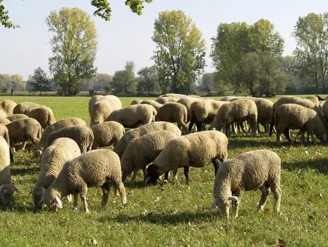 Shepherd's Tour at Hahneberg