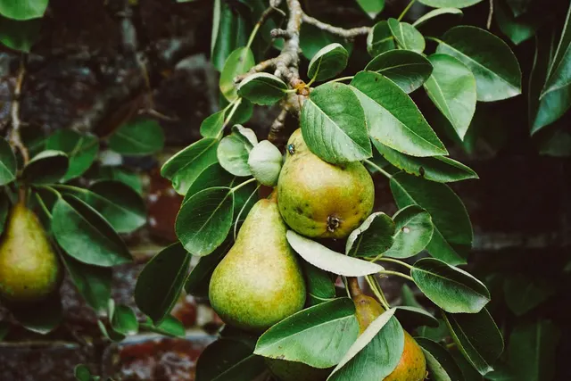 Zero-Emission Groceries: Mapping DC's Urban Food Forest