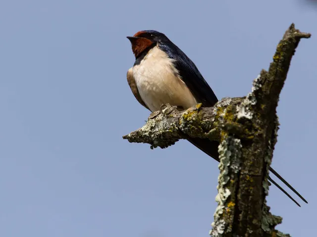 O canto das aves