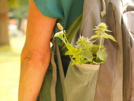 Herb hike with picnic