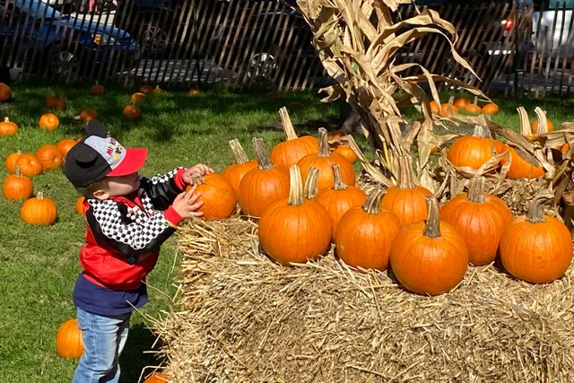 Pumpkin Patch at Holstein