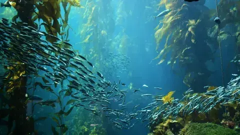USC Kids Fish Workshops