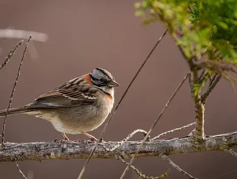 The Autumn Birdlife of the Hahneberg