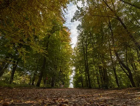 Relax, Let Go, Recharge—Forest Bathing for a Team