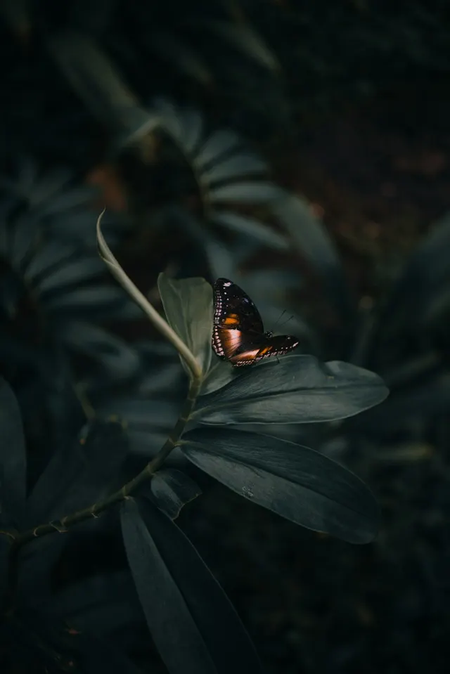 Wearable Robotics: Build & Code Flapping Wings