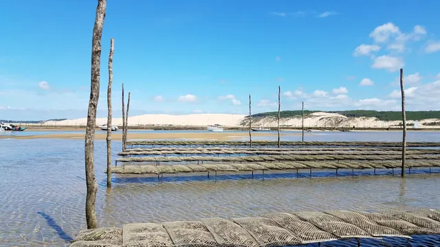 Scared Strong: Harnessing the Ecology of Fear to Improve Oyster Restoration