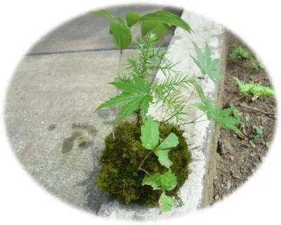 苔玉作り体験講座～森の姿を表現しよう～