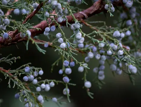 Staying Fit Through the Winter—With the Power of Herbs