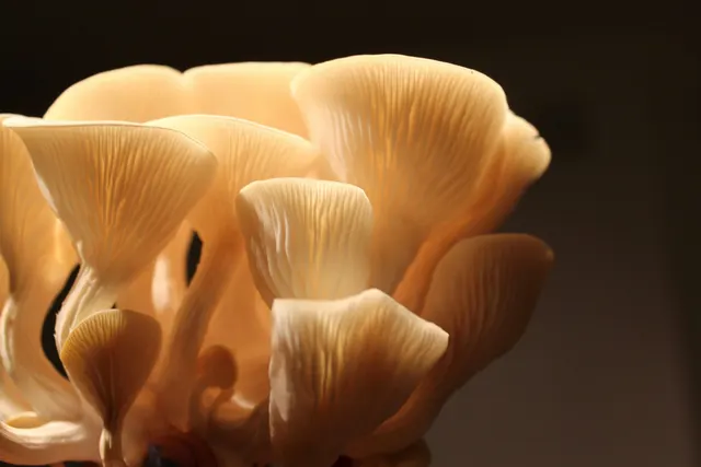 Mushroom Foraging