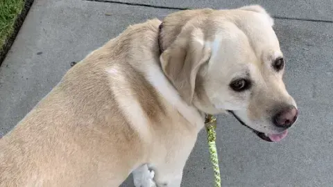 Read to a Dog