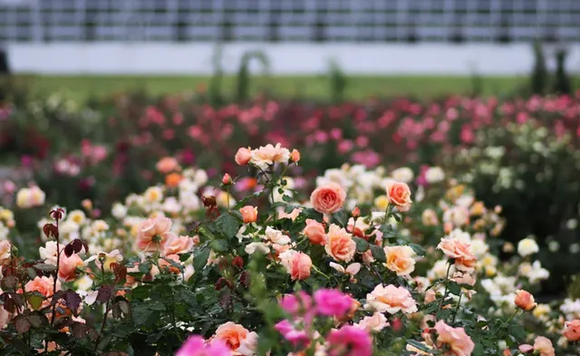 神代植物公園「秋のバラフェスタ」
