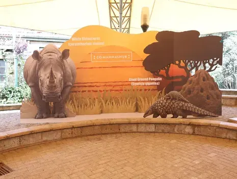 Co-MammalHub: An Interactive Evening about Rhinos and Pangolins