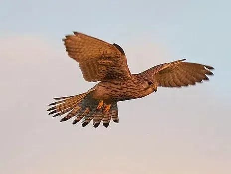 The Migration Time of Birds