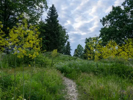 Public Guided Tour: Forest Bathing at the Botanical Garden