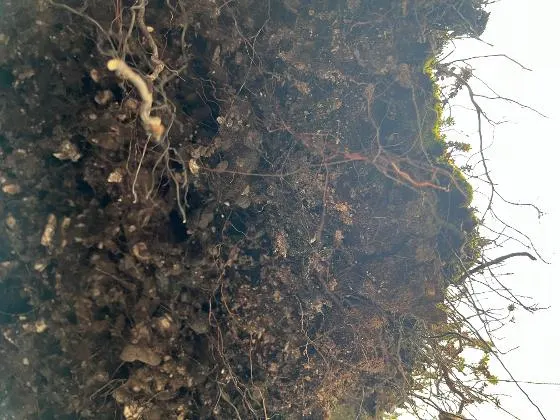 Envhum gathering (soil group) #86: Cultivating Abundance (film screening)