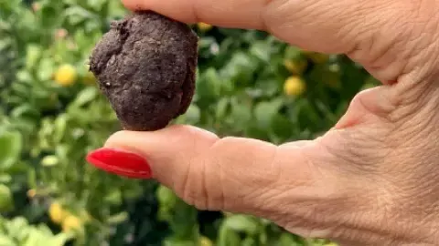 Guerrilla Gardening