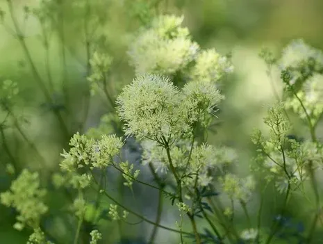 Wild Herb Hike on the Hahneberg