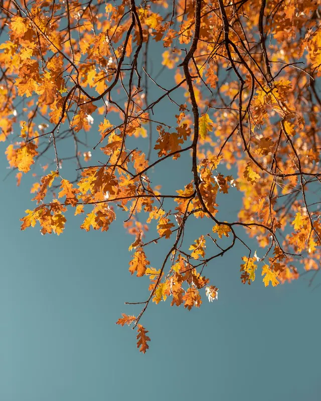 Sensory Park Walk and Autumn Reset